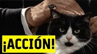 De villanos a h&eacute;roes: C&oacute;mo el cine cambi&oacute; a nuestros gatos.