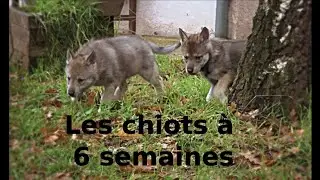 Les chiots dans leur 6ème semaine - L'Orée du Loup