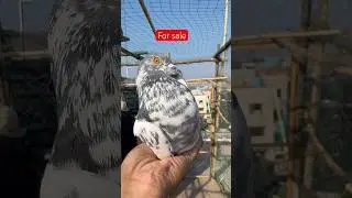 Male 400rs only no 7710919259 #pigeon #kabootar #newshorts
