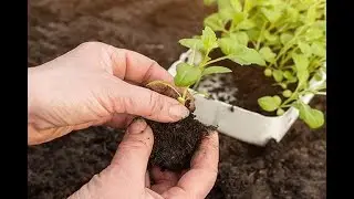 How to transplant seedlings - Home Grown