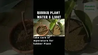 Rubber plant grow and care, Water and Light for Rubber plant #shorts #rubberplant #indoorplant