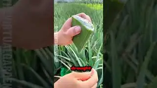 Why Aloe Vera Farms Exist 🌿