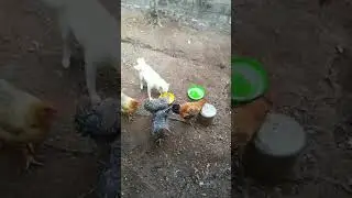 My dog became a chicken | Now he is the flock leader! #shorts