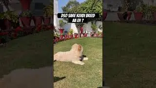 #funny #comedy #knowledge #india #punjab #viral #dog