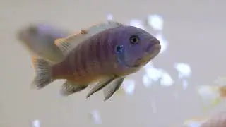 🍽️ Корм ​​для рыб Tetra Species-Special: правильное питание для каждой рыбы