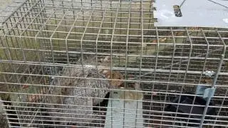 Squirrel Damage Repair Gutters and Attic - Roof NJ - eliminexnj.com 732-284-3807