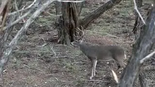 Split G3 buck