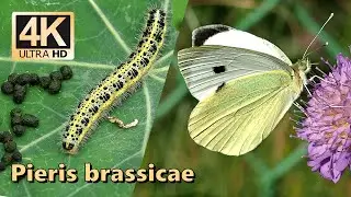 Large white (Pieris brassicae)