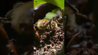 Trap-Jaw Ant vs Velvet Ant | The Fastest Insect Strike Ever Recorded  A rare underground battle&hellip;