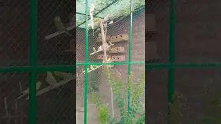 Buhat hi Kam price main buy Karen Australian or Cocktail parrot || parrot lovers || @arbazfarooq4488