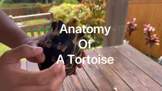 Anatomy of a tortoise