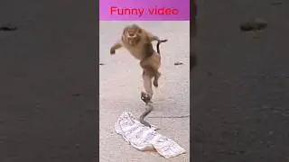 dank memes | dank indian memes #shorts #shortsfeed #trending #monkey #funny