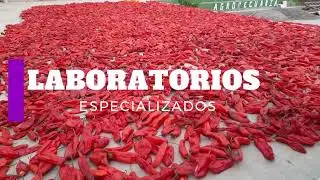 PRODUCCION AGROPECUARIA ALCALA FACULTAD CIENCIAS AGRARIAS USFX