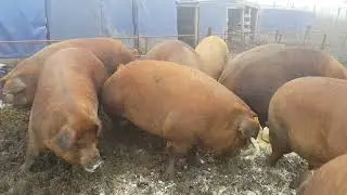 My huge Duroc hogs having breakfast - Uriasii mei savurand micul dejun