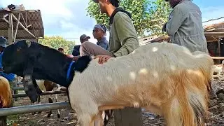 750 rb✅️INDUKAN PE SUPER KEPALA ONTA|harga murah|pasar kambing jatirogo
