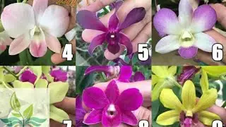 live sale anggrek mulai harga 30 rb an 👌