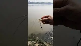 Fish hunting #fun #comedy #minivlog #adventure #funny #shortvideo#jikaab