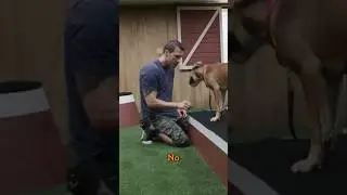 Teaching a Puppy How to Sit