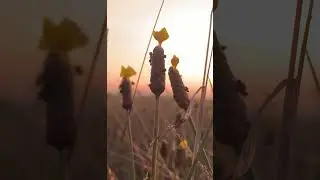 មិនអស់អាល័យ(Soundtrack) /Reposted Audio/ It’s Called Min Ors Alay in Cambodia 