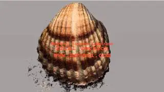 dense point cloud