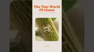 The Tiny World of Insect - So Beautiful, #shorts #insects #macrophotography #macro