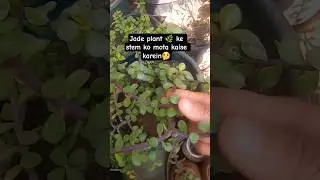 🤔Jade plant 🌿 ke Stem ko mota kaise banaye #jade #growtips #stem #tips #plantstips