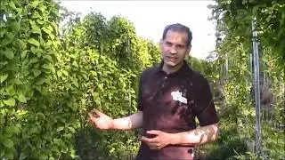 Schisandra: Blütezeit auf der Janz-Schisandra Farm