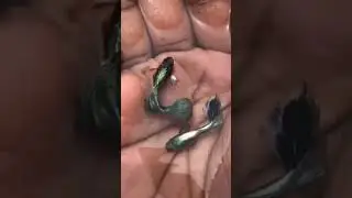 J. J FISH CARE AND BREEDING SETUP #kolathur fish farm