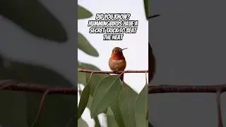 Hummingbird Heat Hack: Nature&rsquo;s Cooling Secret #birds #colibr&iacute; #birdspecies