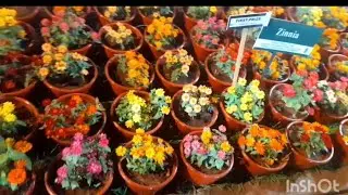 New year celebration  kanakakunnu flower show2026