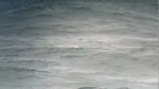 Sabines Gull off Pendeen Watch 18th September 2011