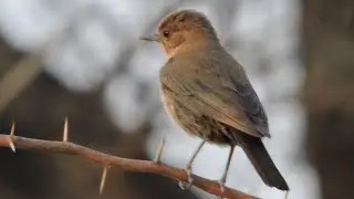 Indian Brown Rock Chat & Call | Cercomela fusca | Sikar | Rajasthan