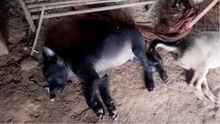 Feeding poor and hungry puppies (EP41) - Rescue family puppies