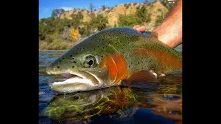 The Lower Sacramento River with the AC Fly Fishing Crew