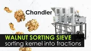 Automated sorting of walnut kernels from the orchard. Chandler variety. Vibro sieve