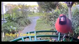 Testing New Bird Feeder Cam | Visiting Northern Cardinal | Smart AI