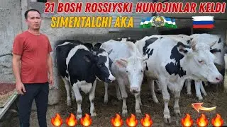 😳 Uzoq Kutilgan Simentalchi AKA Bug'oz Hunojinlari Keldi 