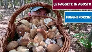 Le faggete in agosto FUNGHI PORCINI