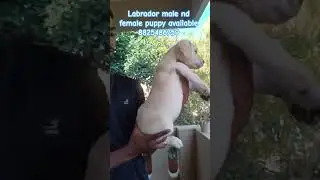 💞 Labrador male nd female puppy for sale 💞💞#petshub #dogbreed #pets #dog #puppy #labrador #dogs