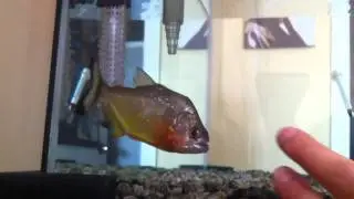 Ruby red spilopleura piranha day 1