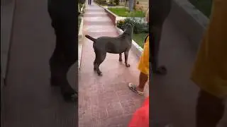 Obedient dog stop means stop 🛑 cane corso attack  #shorts #reels #repost #canecorso #dog #attack