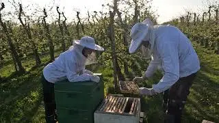 Jedes Bienenjahr ist anders |Einzelvolkkontrolle in der Obstbl&uuml;te | IKT #5