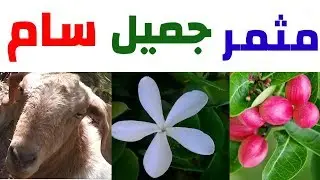 جميل، مثمر و سام. نبات الكاريسيا أو كاريس carissa plante