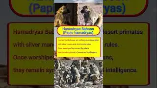 Curious Info #047 &ndash; Hamadryas Baboon (Papio hamadryas) #primates #baboon #Africa