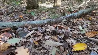 Sterling Forest Bare Rock Trail on a beautiful Autumn day. New York trails.