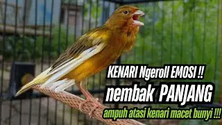 Burung Kenari Cuit CUIT GACOR AMPUH!! Masteran Kenari PAUD dan Pancingan Kenari MACET BUNYI