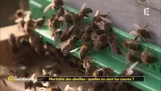 Mortalité des abeilles : quelles en sont les causes ?