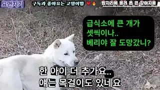 길냥이 급식소에 나타난 큰 개 세마리(한 아이는 목걸이도 있어요)#묘연지기 #고양이 #길냥이밥주기