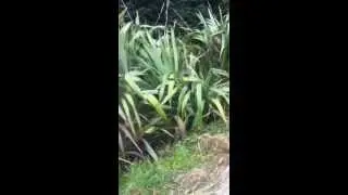 How to be an idiot (Seen Head Style)