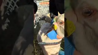 FAMACHA Scoring in Goats & Sheep | Parasite Detection Made Simple
